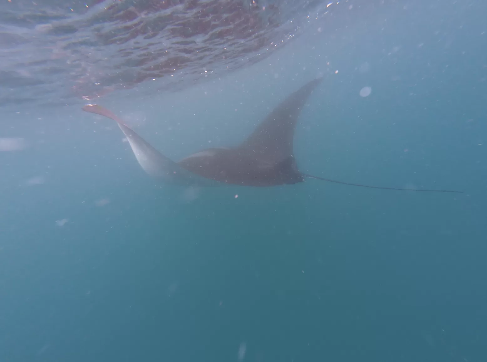 Manta ray swimming very close to the surface of the water.